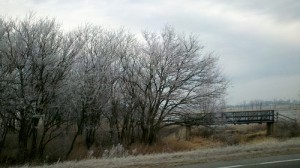 Frost trees winter